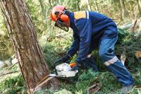 Tree Felling Pros Cape Town image 3